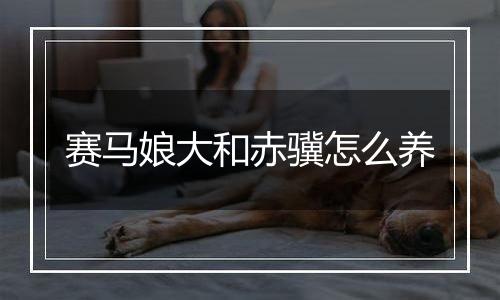 赛马娘大和赤骥怎么养