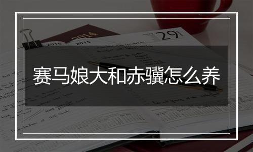 赛马娘大和赤骥怎么养