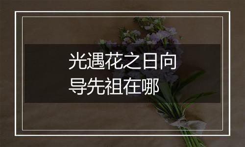 光遇花之日向导先祖在哪