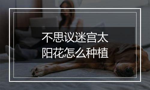 不思议迷宫太阳花怎么种植