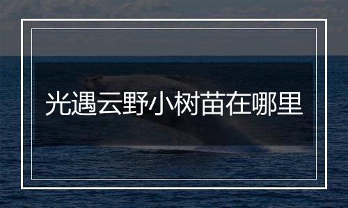 光遇云野小树苗在哪里