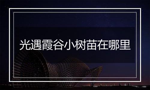 光遇霞谷小树苗在哪里