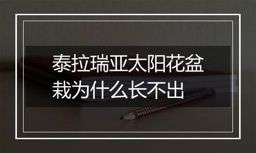 泰拉瑞亚太阳花盆栽为什么长不出